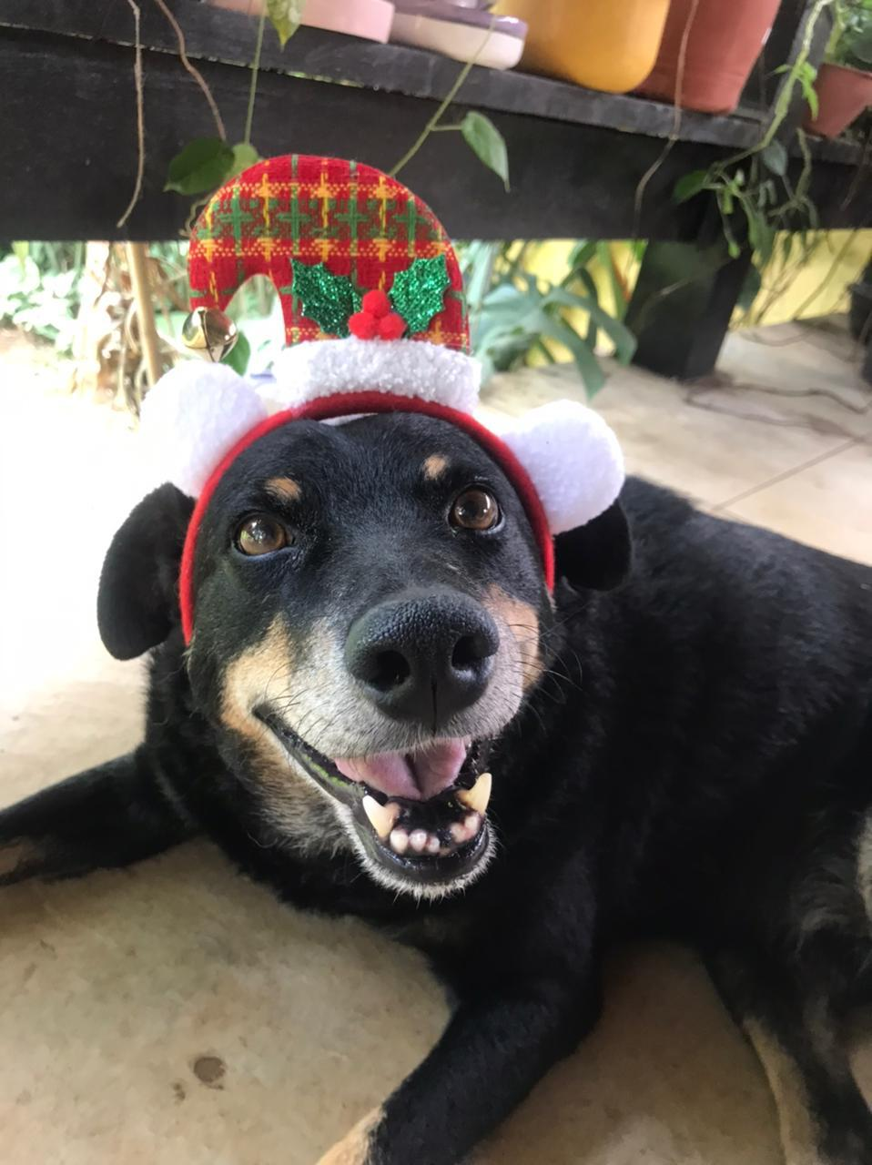 Cão preto com gorro de Natal